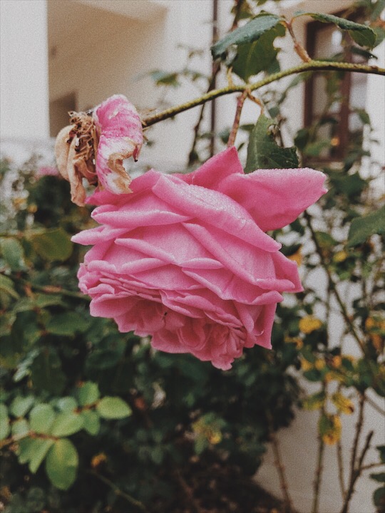 Fall-pink-roses